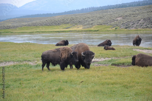 Bisonti allo stato brado nello Yellowstone National park in Wyoming 