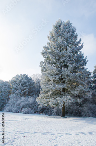 Wallpaper Mural Trees covered with frost in a snowy forest Torontodigital.ca