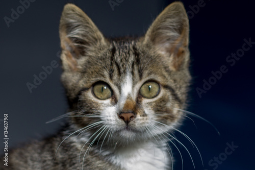 Fototapeta Naklejka Na Ścianę i Meble -  Kitten