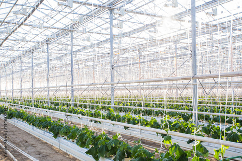 Plants in greenhouse. Cucumber plants growing