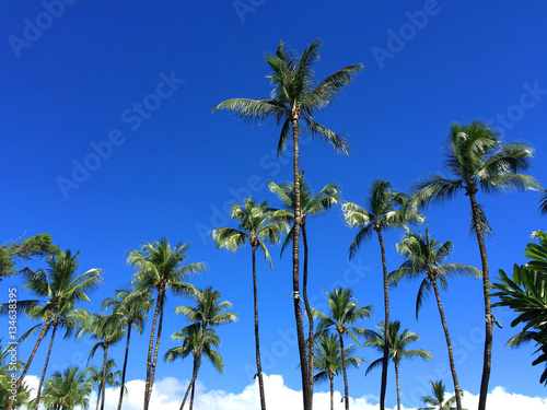 Palm Trees © BRITTINI