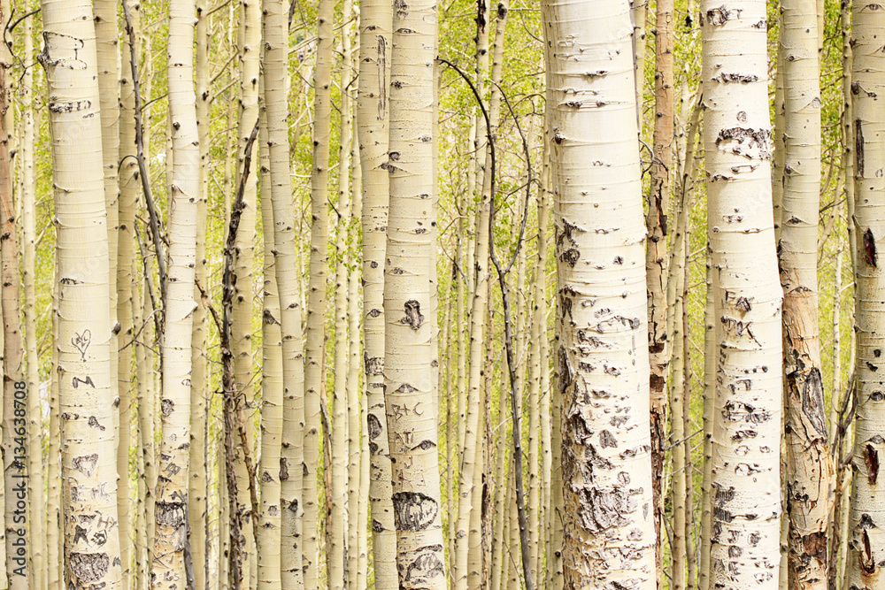 Obraz premium Aspens