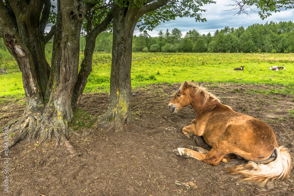 Naklejka premium Beautiful horse on field behind wooden fence, horse farm, country landscape