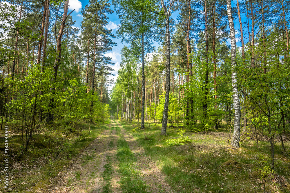 Beautiful forest road at spring landscape Beautiful forest road at spring landscape