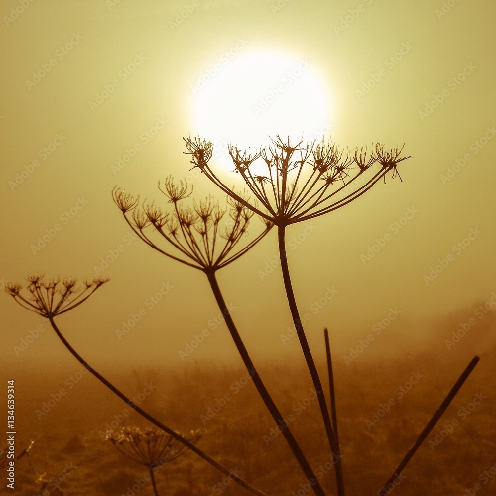 Obraz premium misty morning winter sunshine looking held up by spikey silhoutted hogweed. 