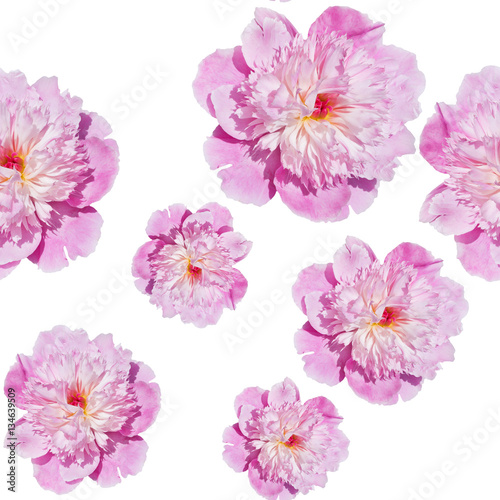 repeatable seamless  pattern pale pink  peonies