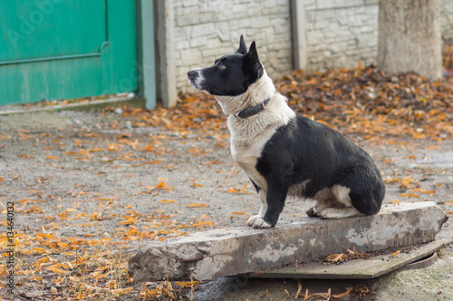 Black, stocky, mixed breed dog sitting near master's gate