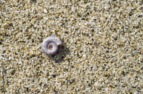 Small snail shell in the sand on the beach