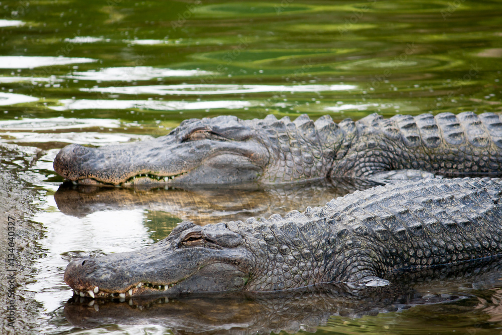 Two alligators in a river lay in wait for their prey. Two alligators in a river lay in wait for their prey.