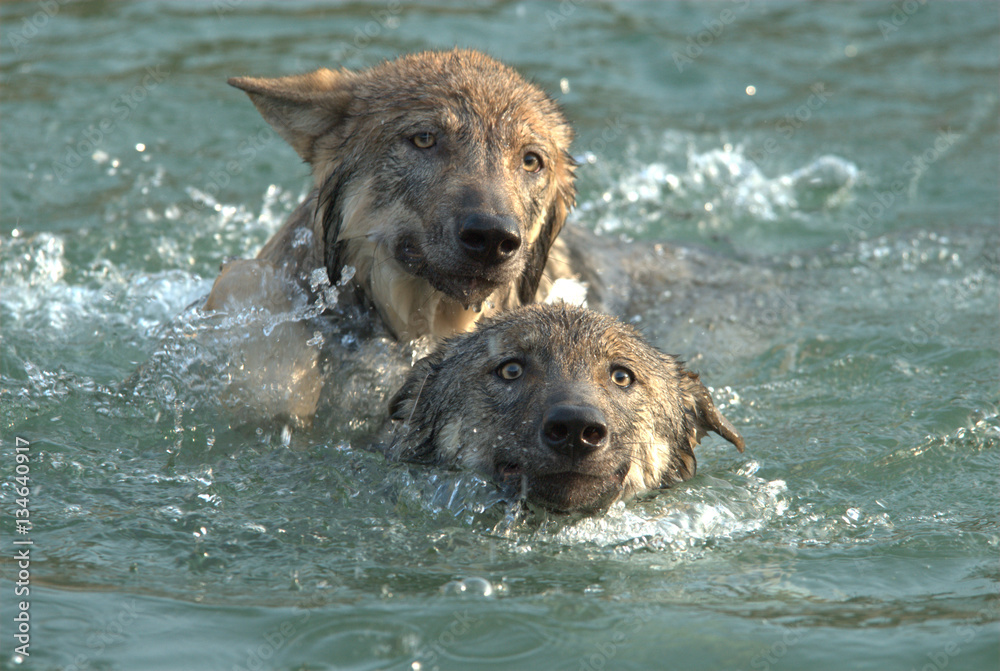 Wölfe beim Schwimmen Stock-Foto | Adobe Stock