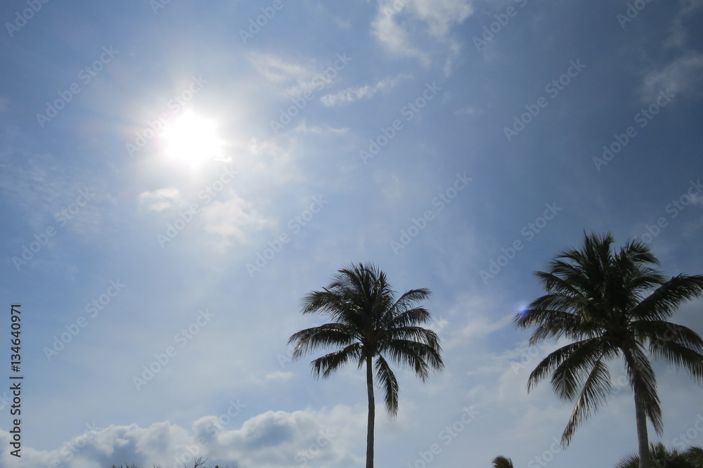 Obraz premium Palm sky