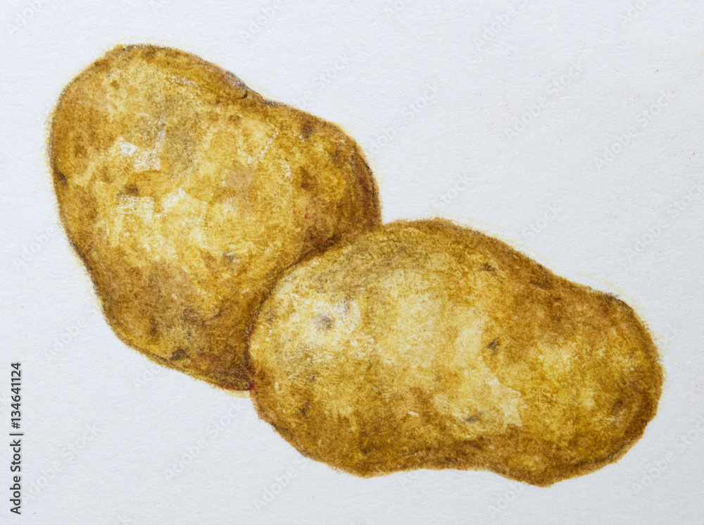 Freehand drawing illustration vegetable Sweet potato. Stock Illustration by  ©Bluehousestudio #138290668