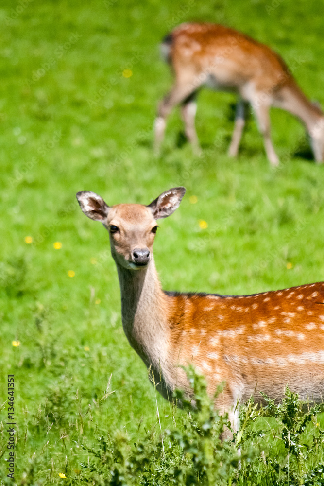 A family of spotted deer in a green meadow on a sunny day. A family of spotted deer in a green meadow on a sunny day.