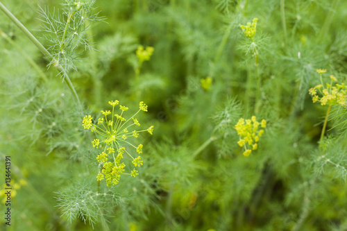 Dill plant and flower as agricultural background