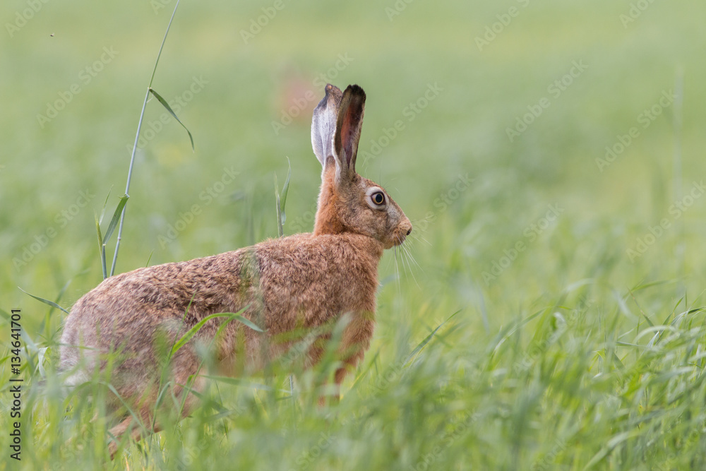 Fototapeta premium Zając szarak (Lepus)