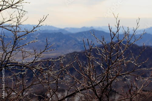 icicles n the leafless branches with mountainous landscape