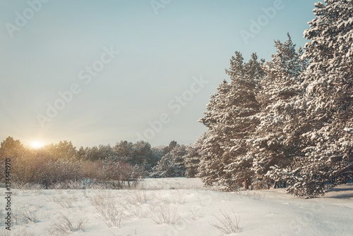 Winter landscape. Pine trees covered with snow. photo