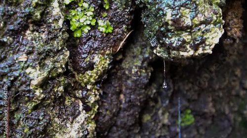 Water Dripping off Rock