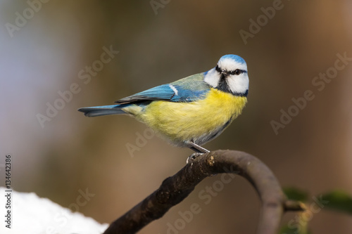 Eurasian blue tit on a branch (winter-spring) © dpVUE .images