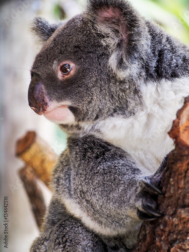 Canvas Print Profile view of a koala bear on a tree branch.