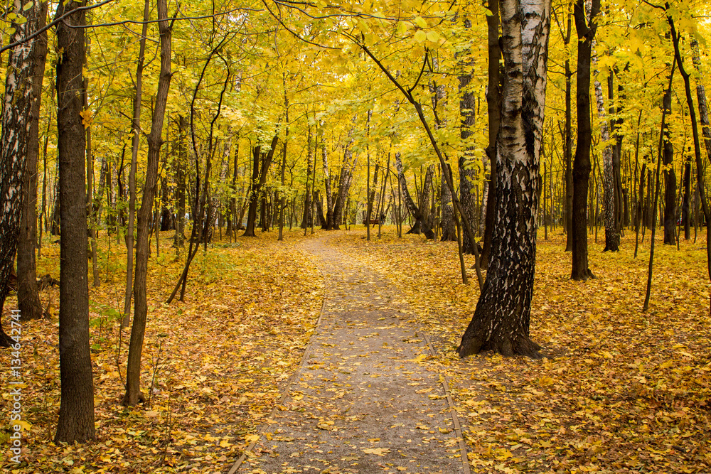 Obraz premium Track in autumn park