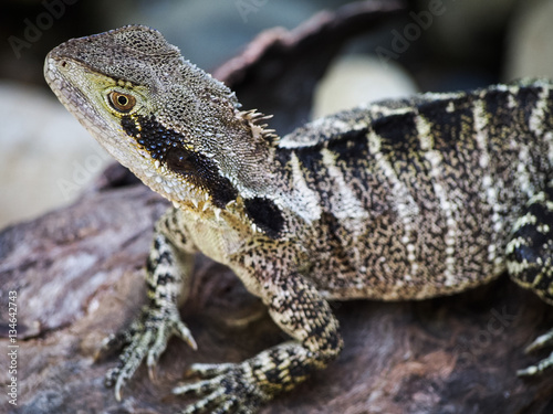An Australian water dragon is a lizard native to Australia.