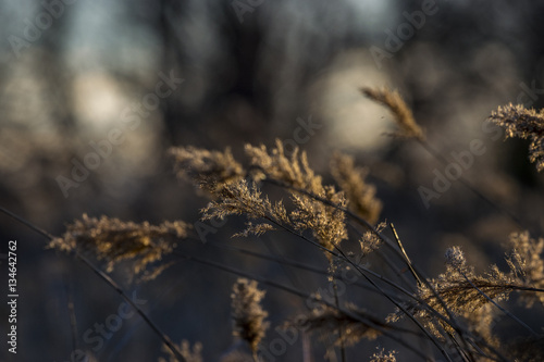 Winter Grass