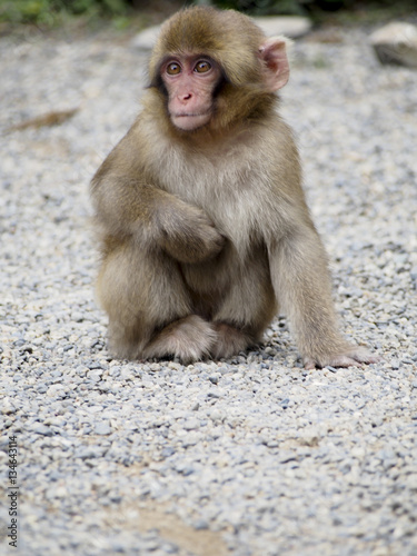 Japanese macaques  also known as snow monkeys  interacting with eachother in a natural setting.