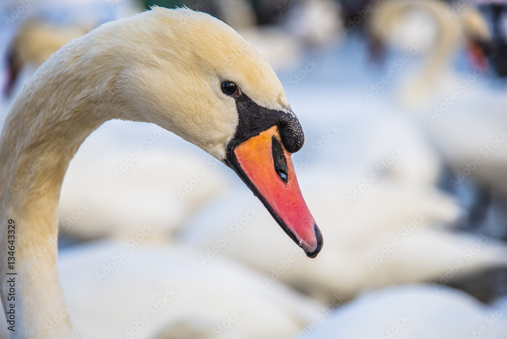 Fototapeta premium Graceful white swan portrait