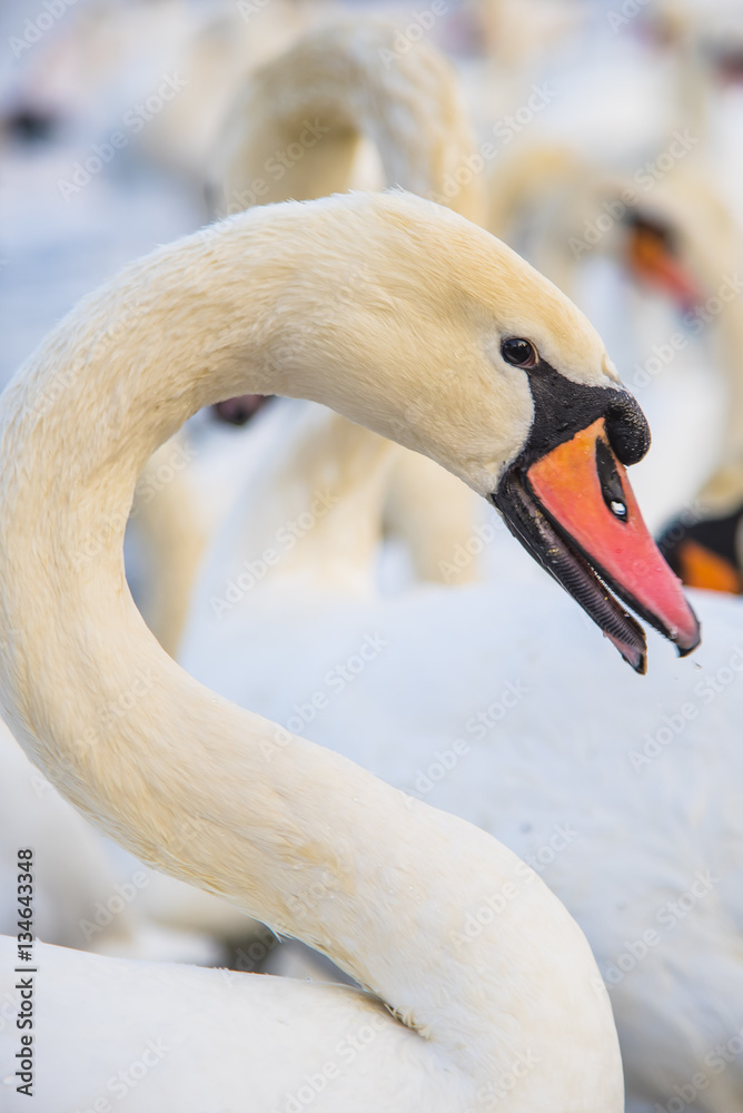 Obraz premium Graceful white swan portrait
