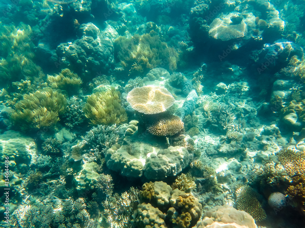 Coral growing underwater at the Great Barrier Reef in Australia. Coral growing underwater at the Great Barrier Reef in Australia.