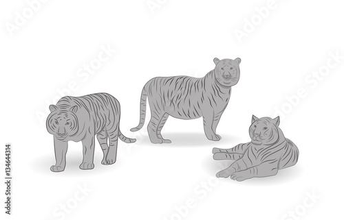 Fototapeta Naklejka Na Ścianę i Meble -  Tigers. vector illustration