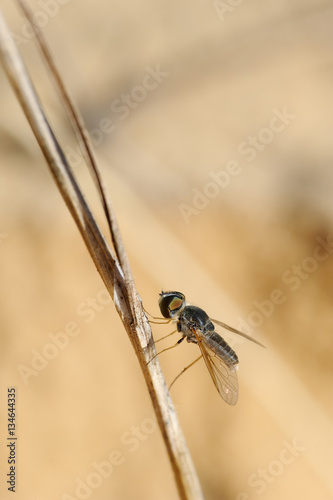 Closeup of the nature of Israel -  black fly on a branch © v_blinov