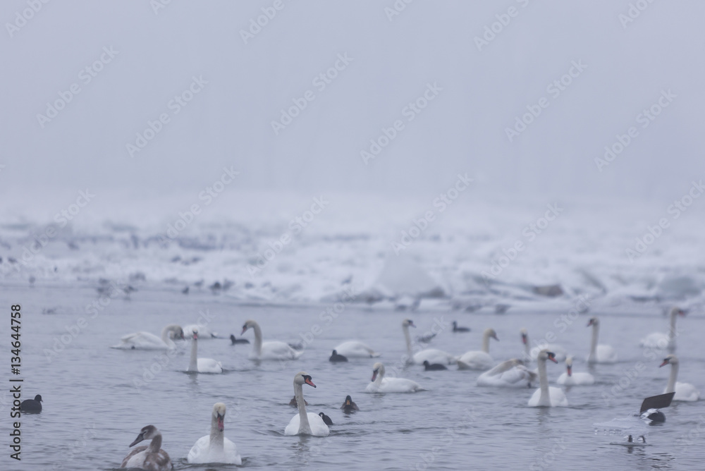 Beautiful swans swim in the frozen river Danube in winter season.