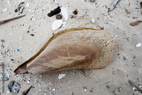 An empty large brown pen shell clam washed up on a beach at the Gulf of Texas. photo