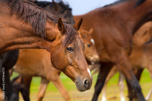 Fototapeta Naklejka Na Ścianę i Meble -  Horses walk in herd. Close up portrait in motion