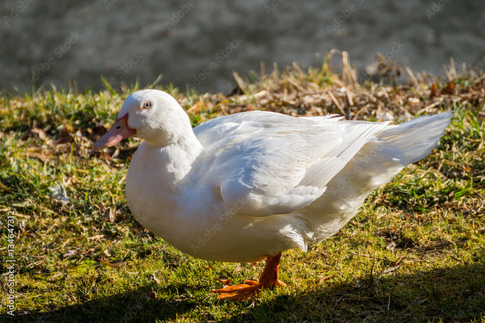 Fototapeta premium Canards blancs