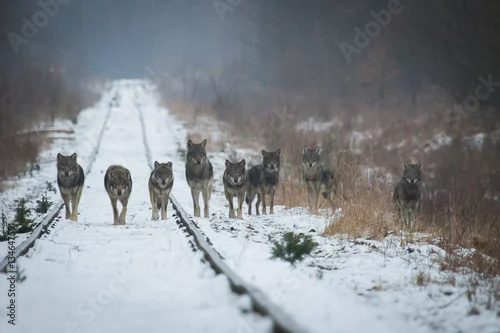 Fototapeta samoprzylepna Wilcza wataha
