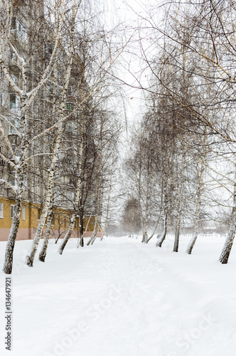 Snowy winter landscape of the city. The path in the snow between the trees  birch  near the blocks of flats.