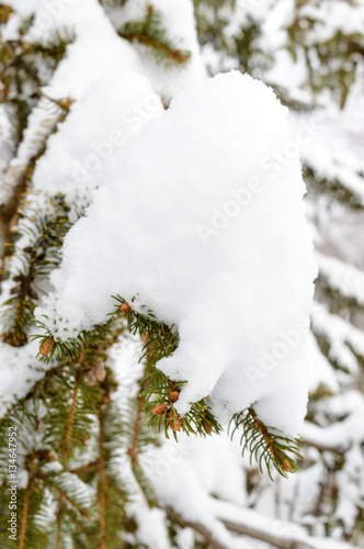 Green branch of fir under the snow cap. Winter landscape. © yaroshenko