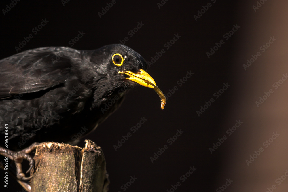 Common Blackbird feeding on a log in a UK garden Common Blackbird feeding on a log in a UK garden