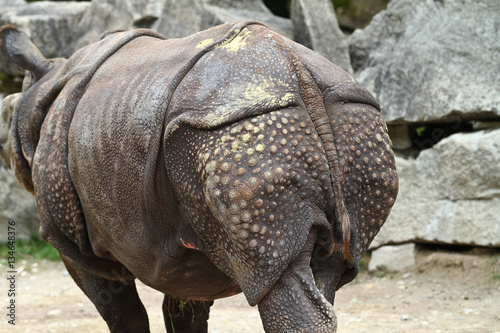 Indisches Panzernashorn - Rhinoceros unicornis - Rhinozeros