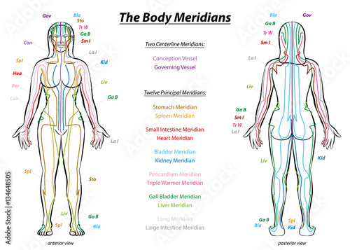 MERIDIAN SYSTEM CHART - Female body with principal and centerline acupuncture meridians - anterior and posterior view - Traditional Chinese Medicine. photo