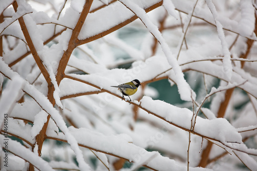 tit on a snowy branch