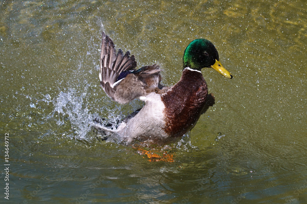 Obraz premium Stockente - Anas platyrhynchos
