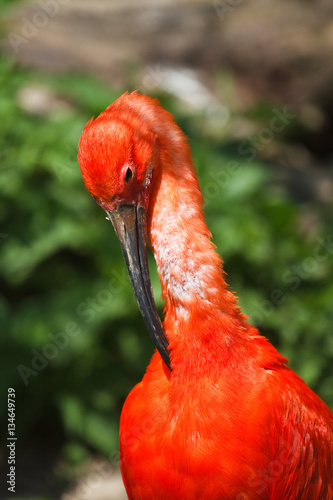 Scharlachsichler - Roter Ibis - Eudocimus ruber photo