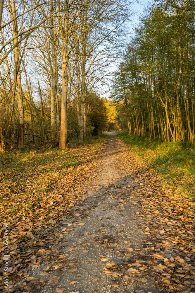 Fototapeta premium sunset in the forest in autumn