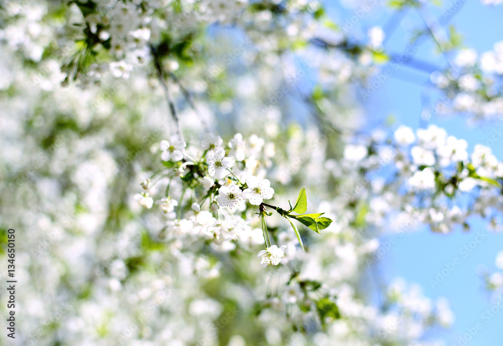 blooming white cherry