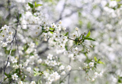 flowering branch of white cherries