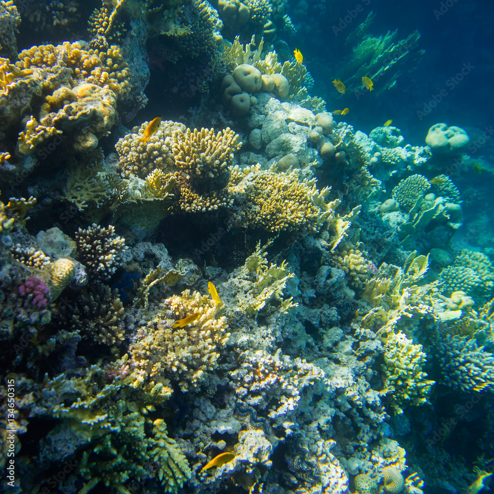 beautiful and diverse coral reef with fish of the red sea in Egypt, shooting under water beautiful and diverse coral reef with fish of the red sea in Egypt, shooting under water